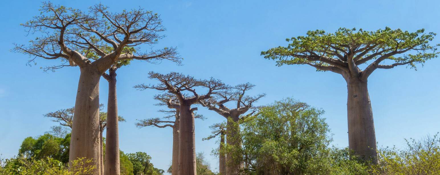 Madagascar’s baobabs reveal 700 years of rainfall history