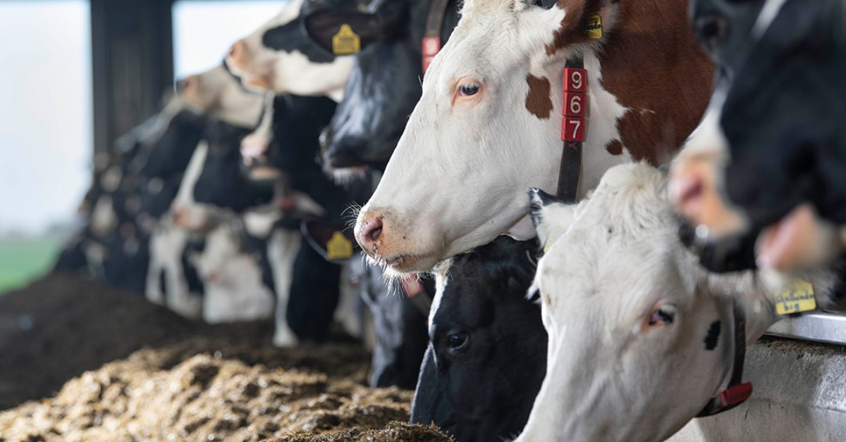 Foot‑and‑Mouth Disease