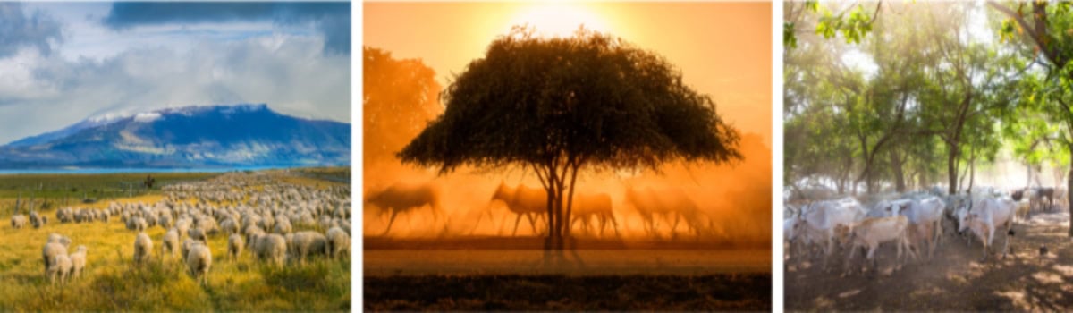 Diverse rangelands from Indonesia to Chile, showcasing global landscapes and ecosystems.