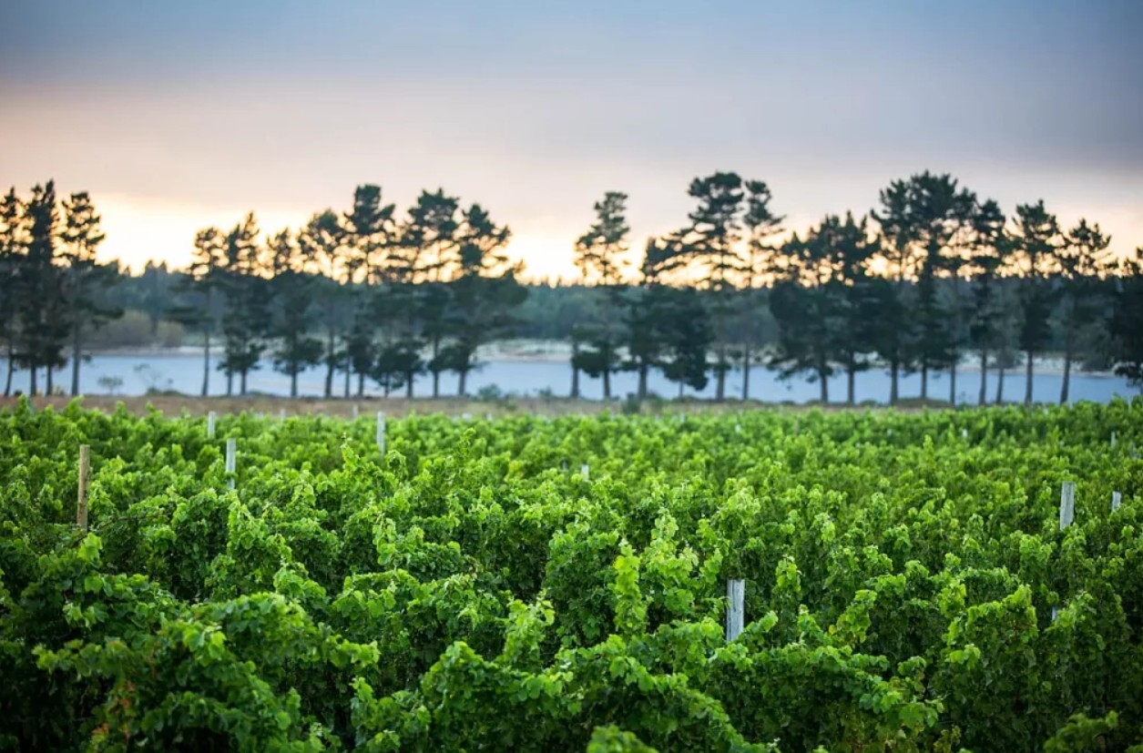 Exploring South Africa’s scenic fruit routes