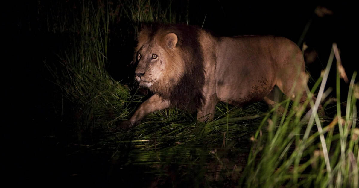 Lion in the dark during an after-dark safari experience in Africa.
