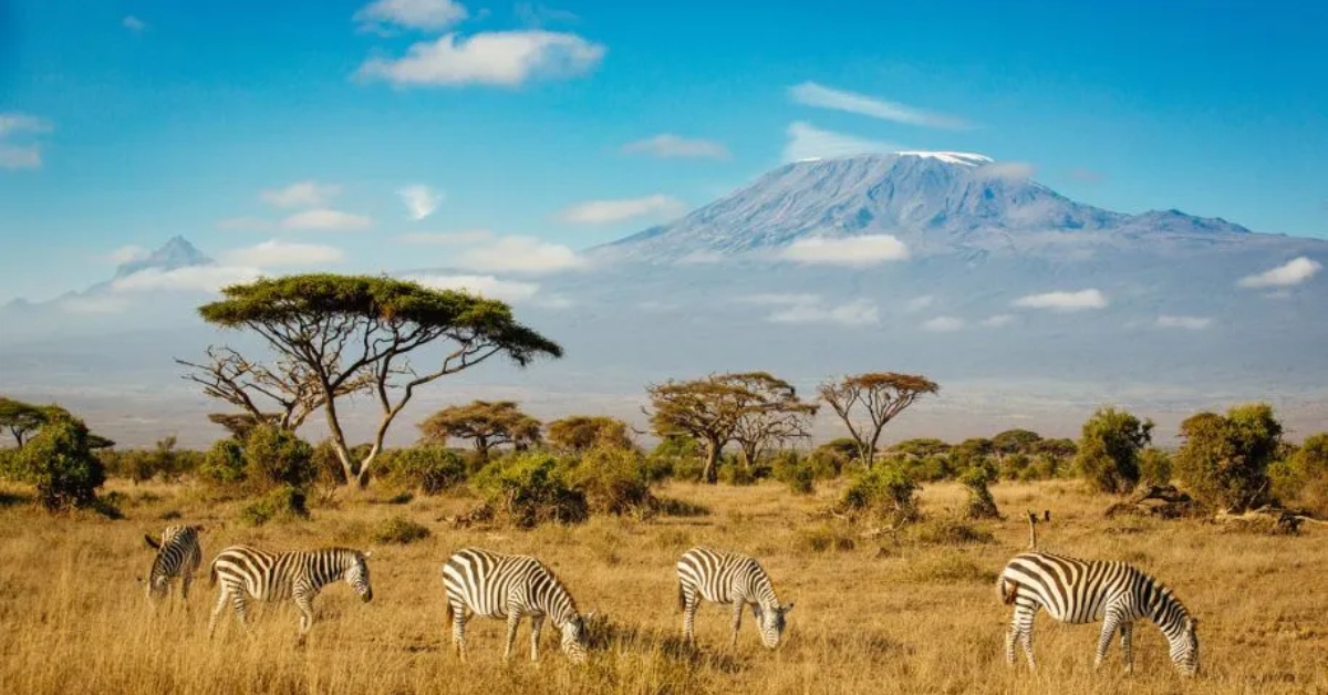 Safari