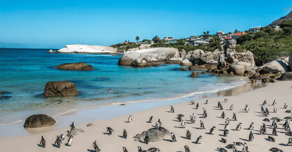 Colony of African penguins on a sandy beach with rocks and turquoise ocean in South Africa.