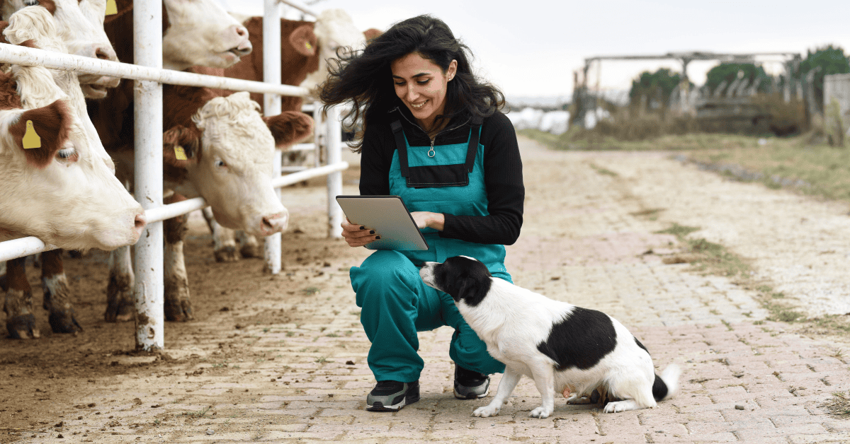 Vet using tablet with farm animals in rural setting.