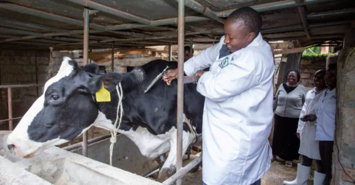 African veterinarian examining a cow in a rural setting for disease prevention.