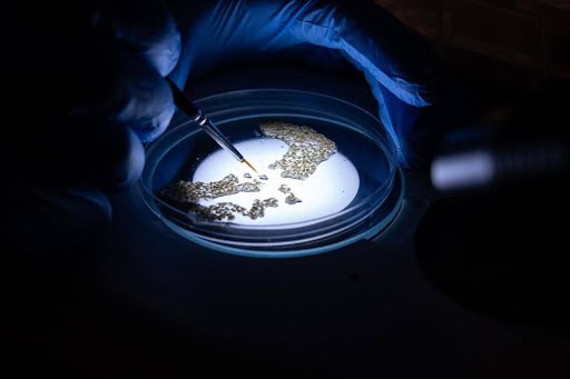 Scientist testing malaria samples in a lab for vaccine development.