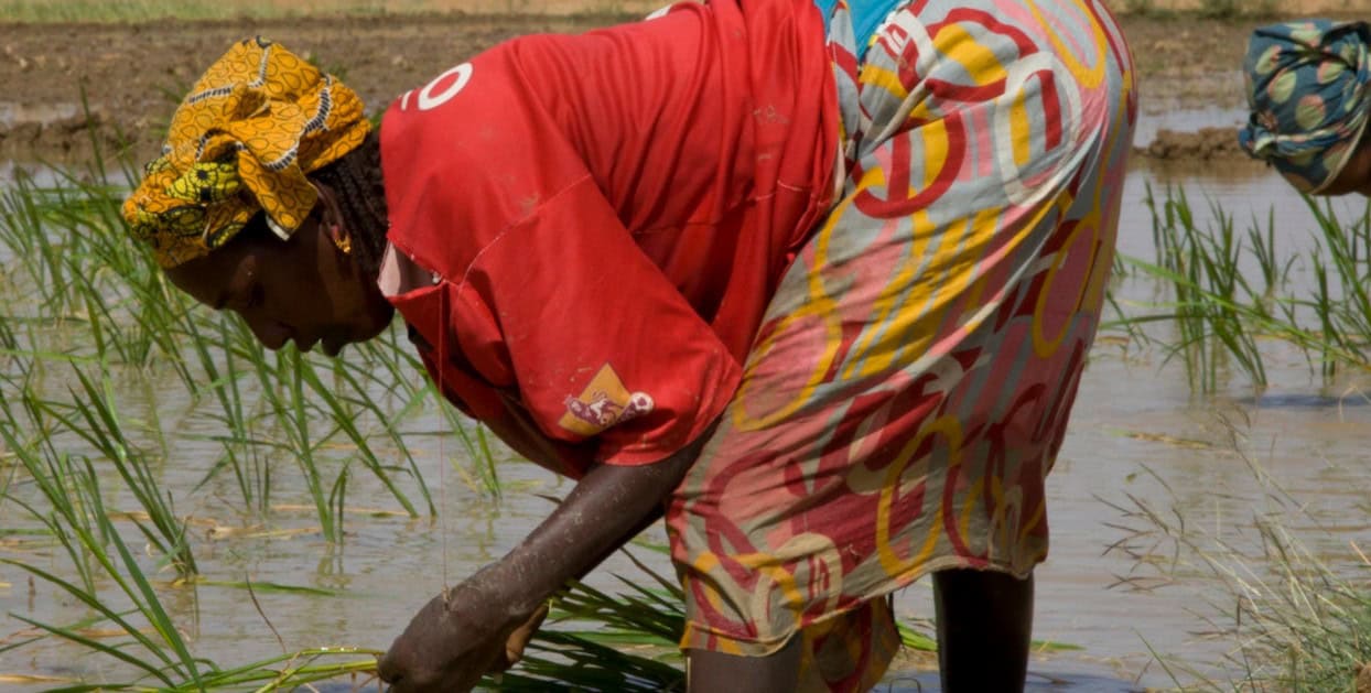 Africa farming