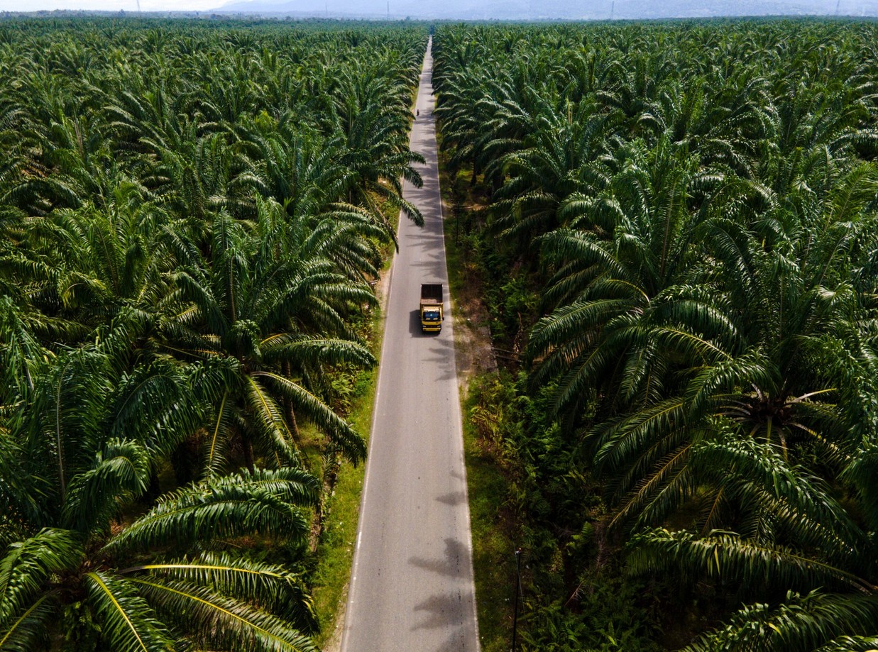 Aerial view of a narrow road cutting through a lush palm oil plantation.