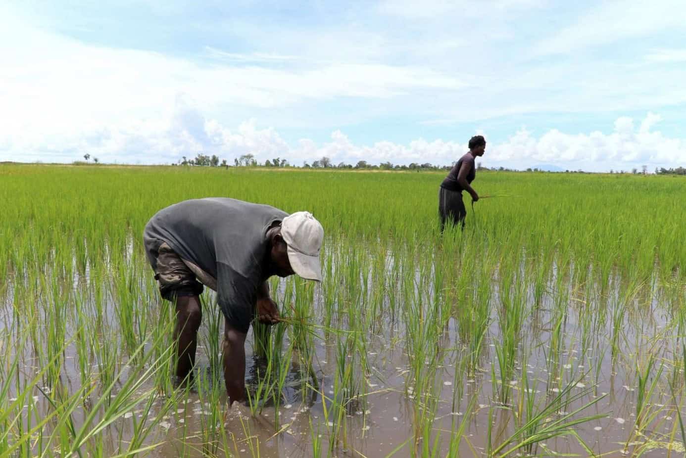 Rice farming in Africa with farmers planting young rice plants in flooded fields.