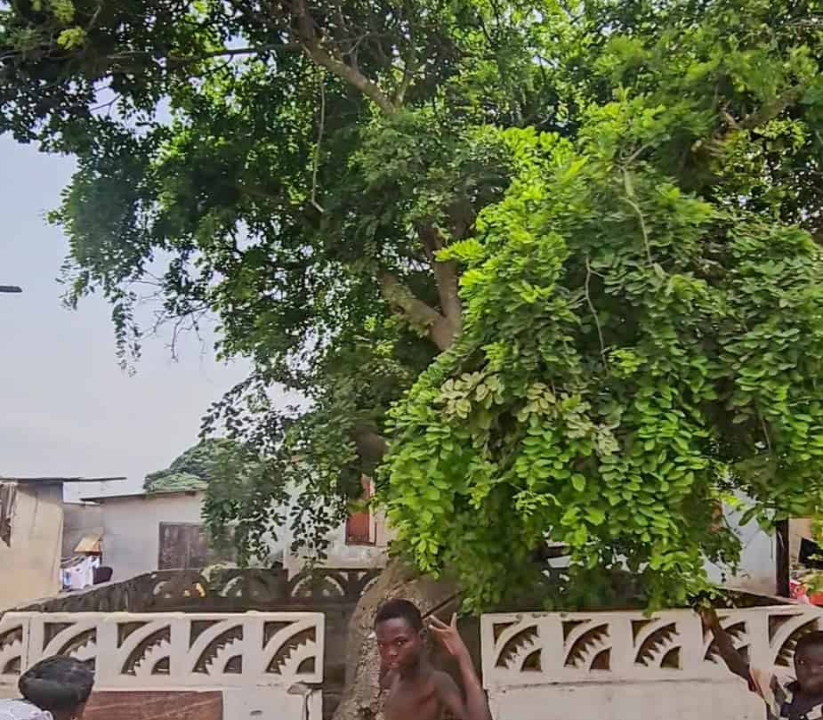 African village tree with lush green foliage and traditional houses in the background.