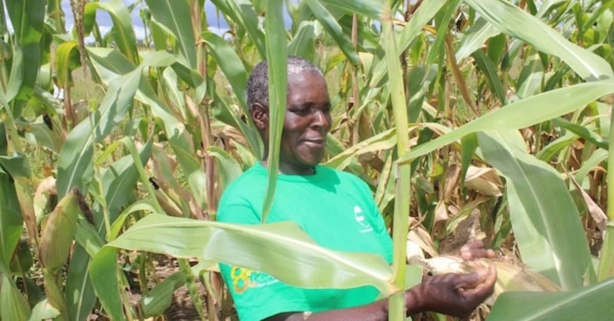 African woman harvesting maize in a lush field with tall green stalks.