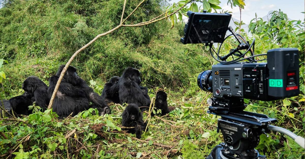 Gorillas in their natural habitat being filmed with professional camera gear.