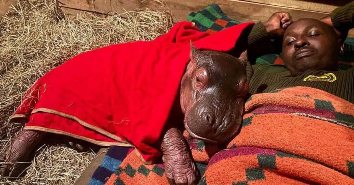 Baby hippo resting with keeper after rescue at Kenya wildlife sanctuary.
