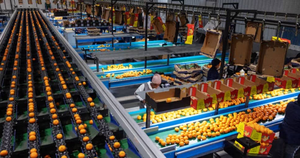 South Africa citrus growth