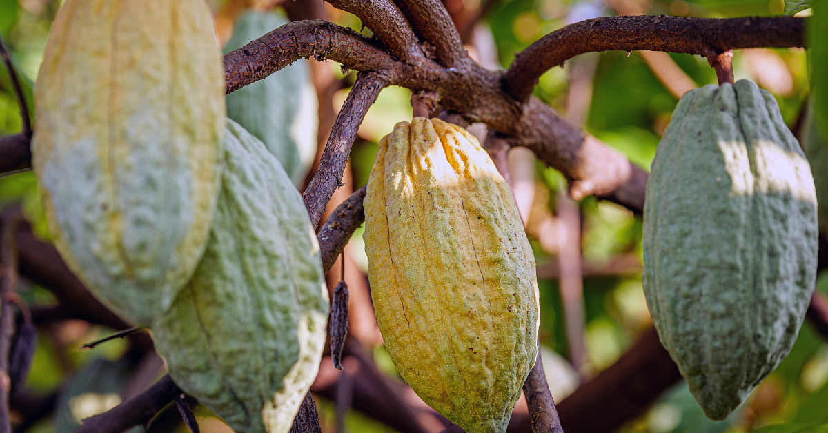 Close-up of cocoa pods on a tree in Ivory Coast during a dry spell.