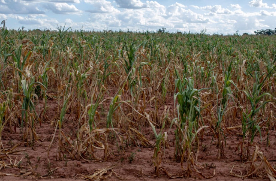 Drought-affected cornfield in Africa with dry soil and withered plants under a cloudy sky.