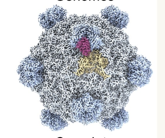 Scientists Use AI to Create New Viruses, Sparking Global Biosecurity Debate