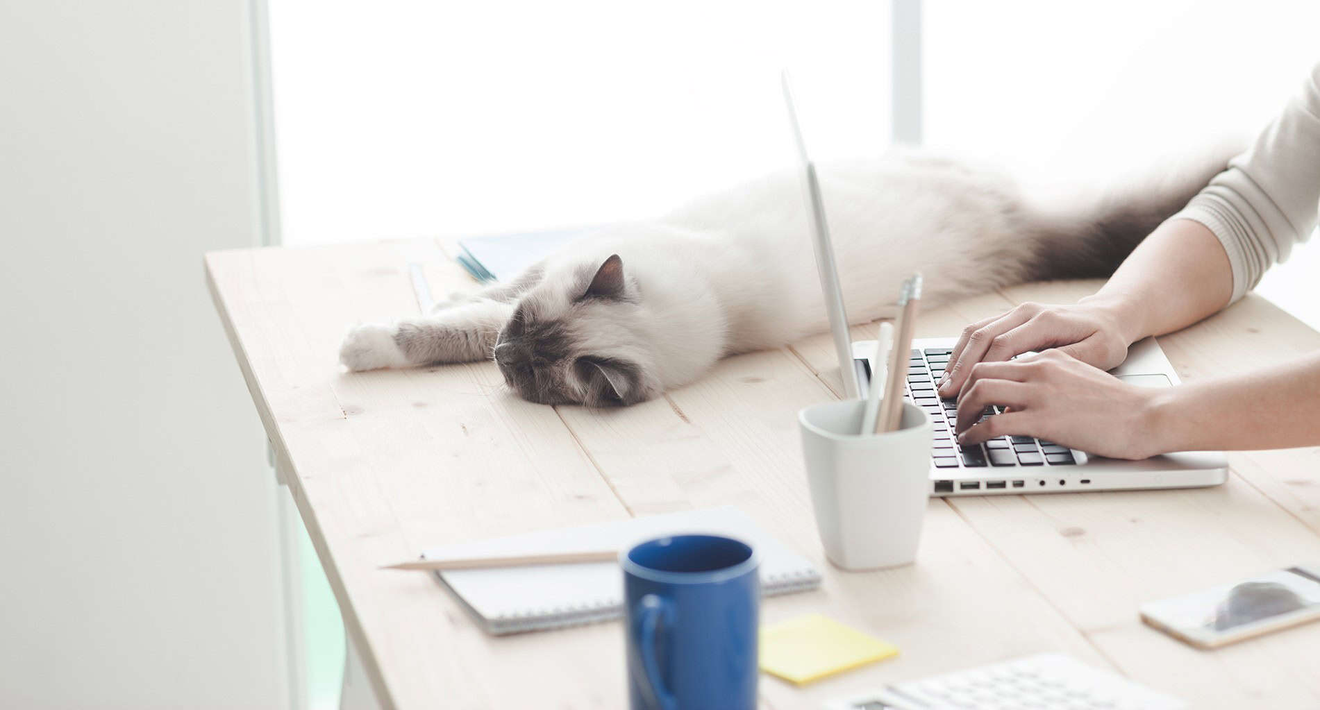 Desk with papers and a cat laying on top of everything.
