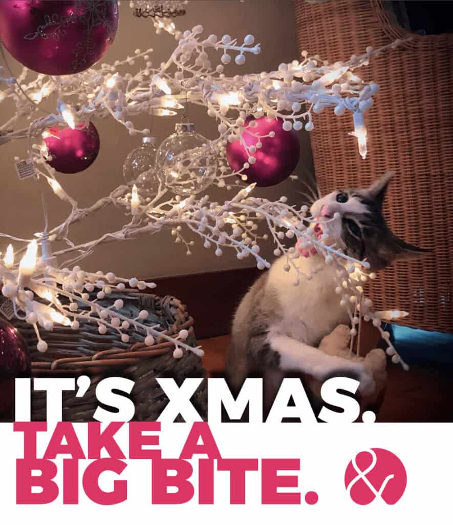 Photo of cat nibbling on a christmas tree with the message "It's Xmas, take a bite."