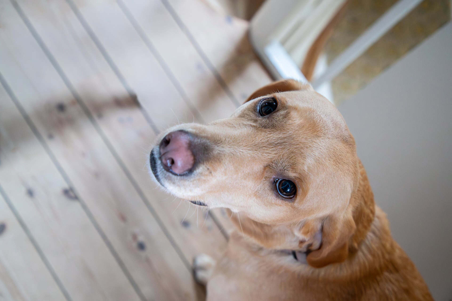 Skimmelsvampehund markerer fund af skimmelsvamp under en undersøgelse.