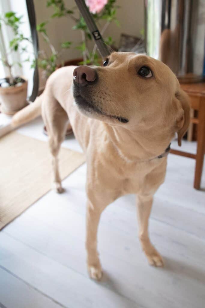 Skimmelsvampehund i aktion under en professionel undersøgelse for skimmel.