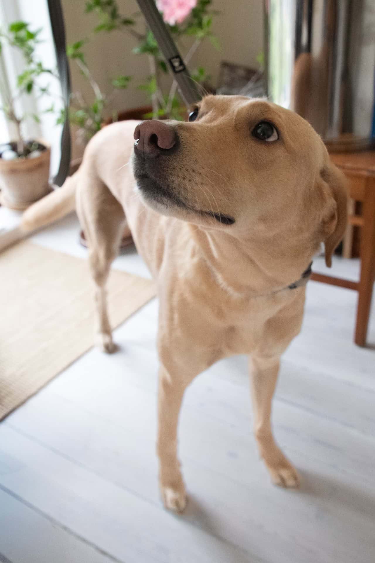 Skimmelsvampehund i aktion under en professionel undersøgelse for skimmel.