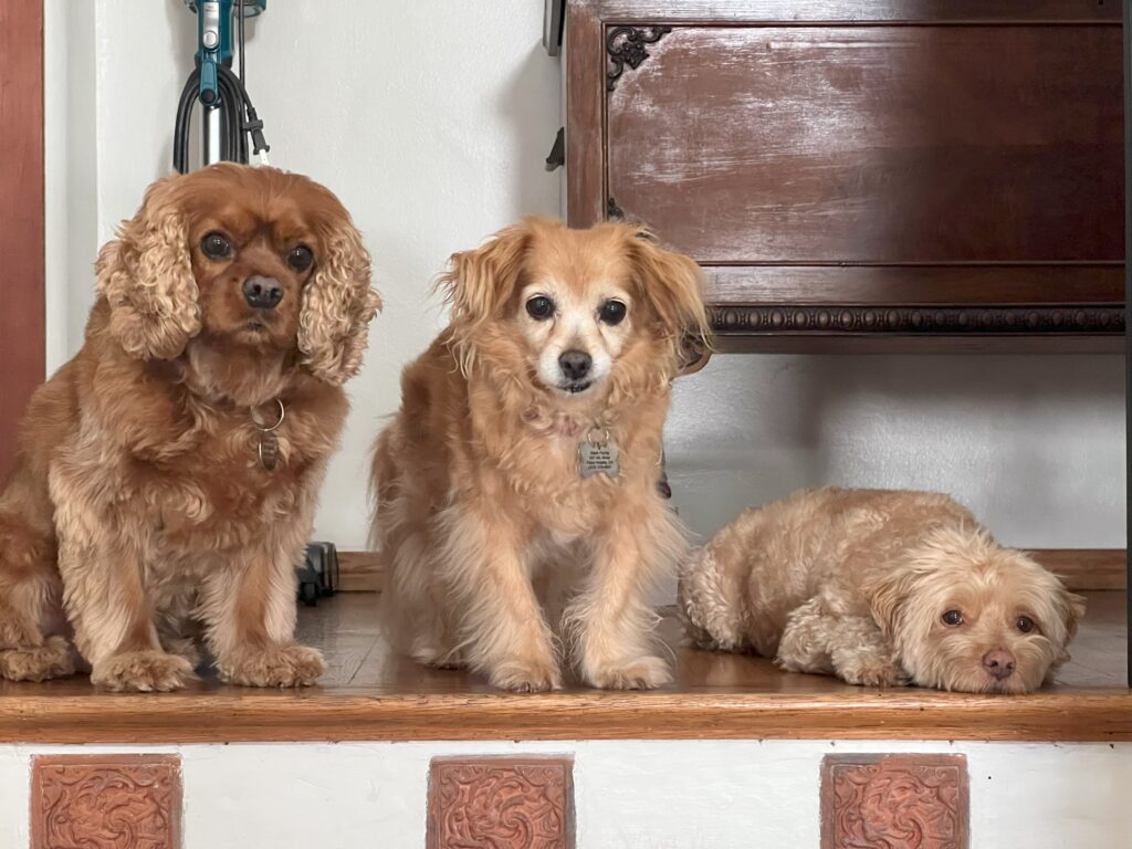 Three dogs