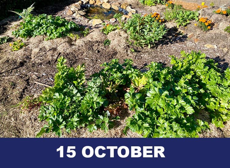 EDIBLEGARDEN