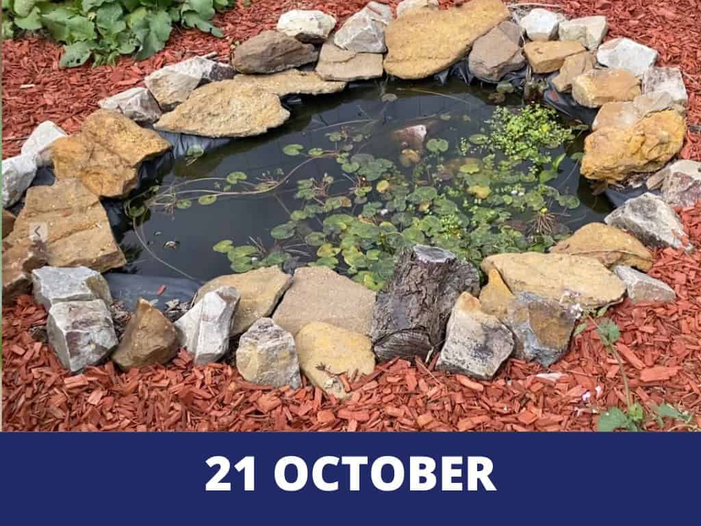 Pond