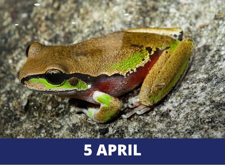 Frogs