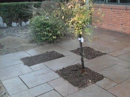 Nyplantet træ i have med flisebelægning og jord omkring.