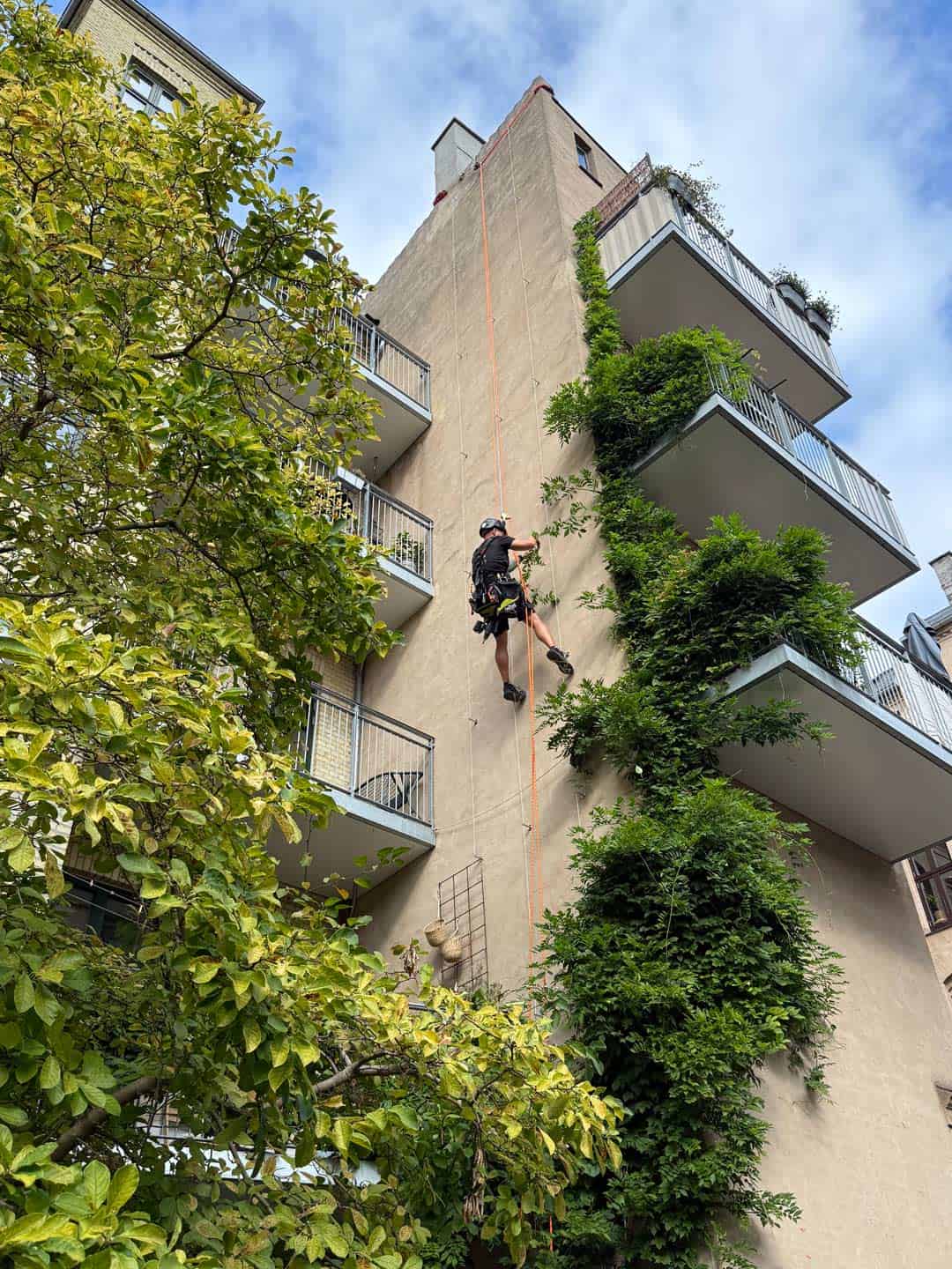Vedligehold af planter på bygningsfacade i højden