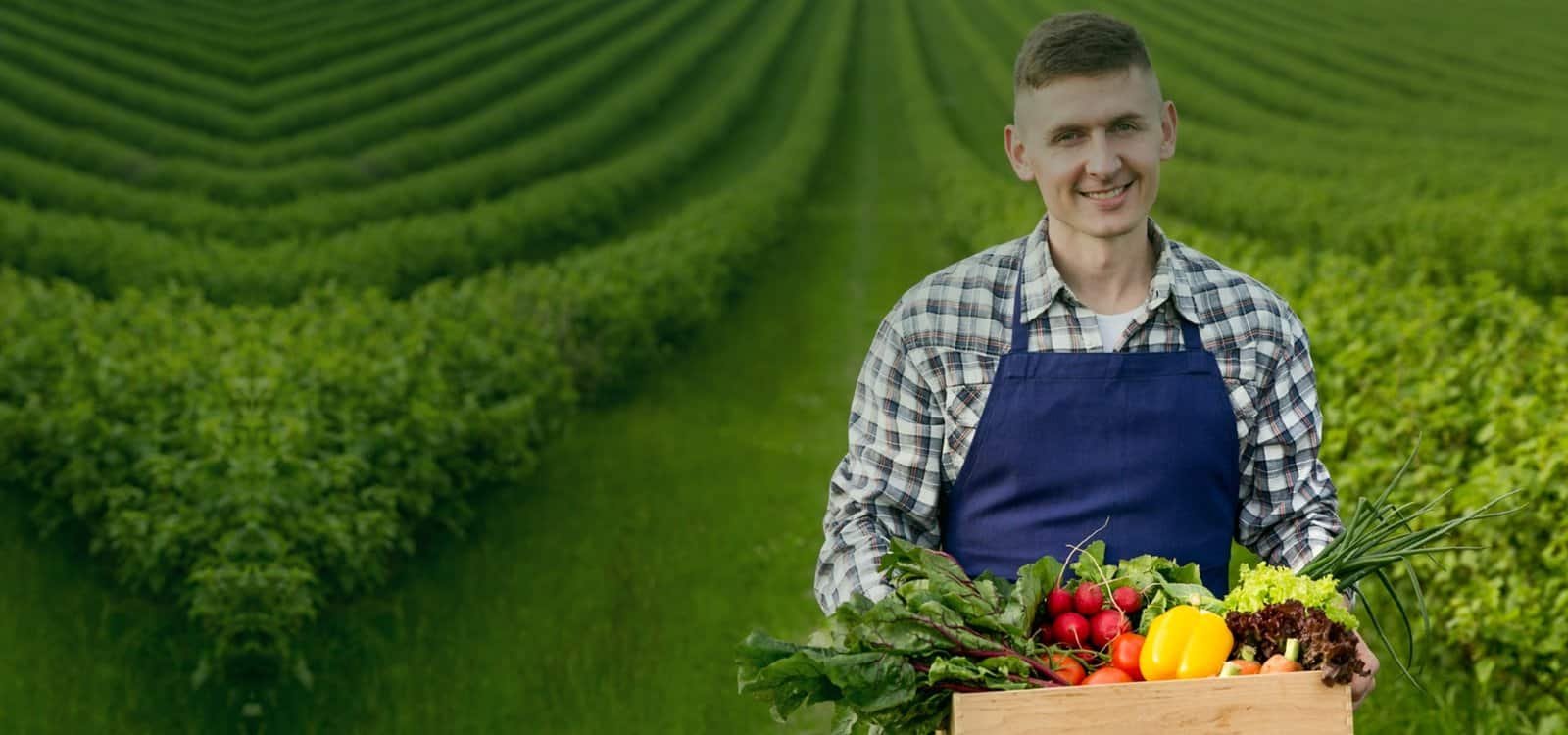 Fresh farm produce, vegetables harvested from Corn And Goose Farms, supporting sustainable agriculture.