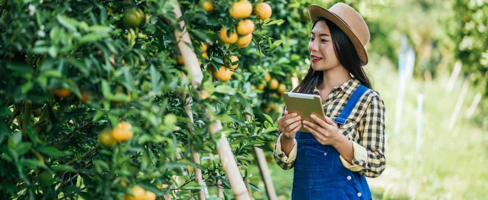 Female farmer inspecting orange trees at Corn And Goose Farms with tablet in hand.
