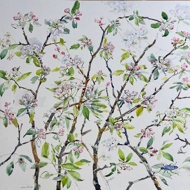 Blomstrende æblegren i akvarelmaleri med blomster og insekter, kunstneren Karen Borch.