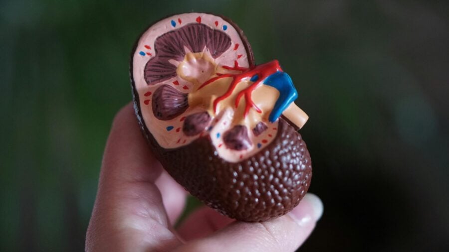 Exam Preparation Course for Nephrology Nursing Certification - CNeph(C)