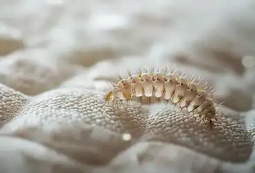 larve d'anthrène matelas 1