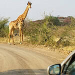 62a9b5518008ec445b86157e01b12cd5 Kenya : ces parcs incontournables à ne pas manquer lors d'un safari