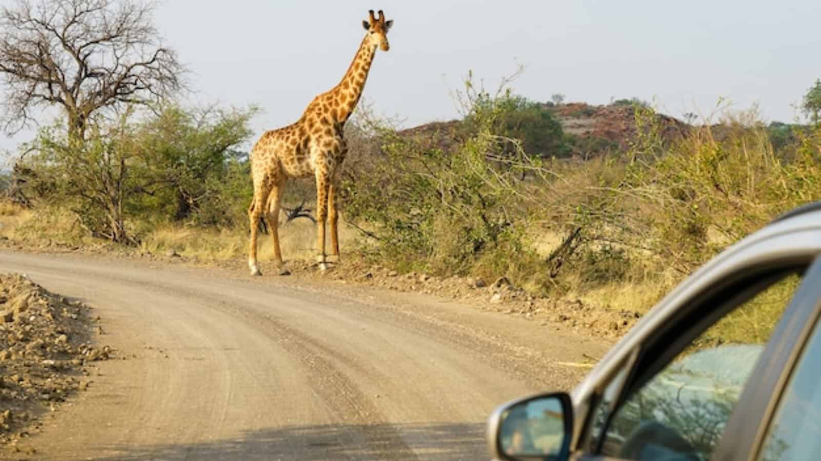 62a9b5518008ec445b86157e01b12cd5 Kenya : ces parcs incontournables à ne pas manquer lors d'un safari