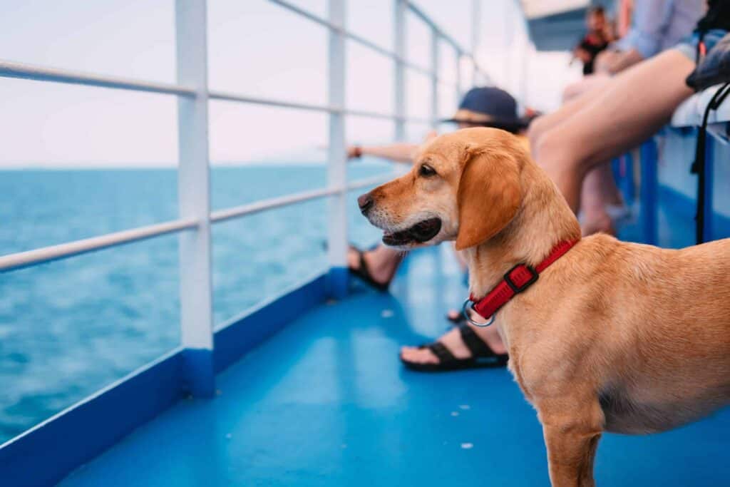 Ferry avec animaux de compagnie