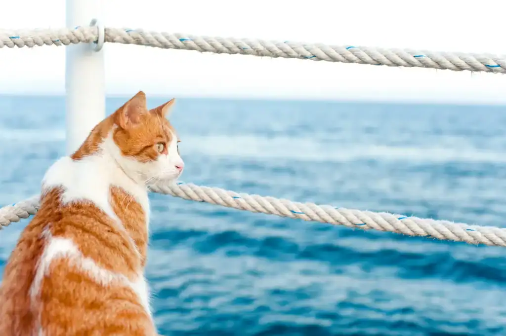 Ferry avec animaux de compagnie sécurité
