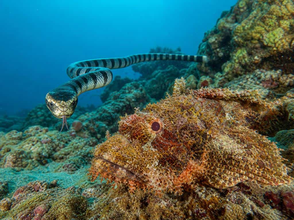 Koh Tao est-elle vraiment dangereuse ? Ce que les voyageurs doivent savoir 2 animaux dangereux koh tao