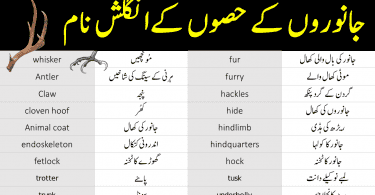 parts of animals vocabulary with urdu meanings