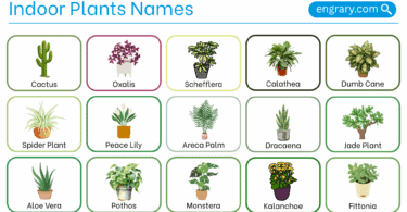 Indoor plants names with pictures in English