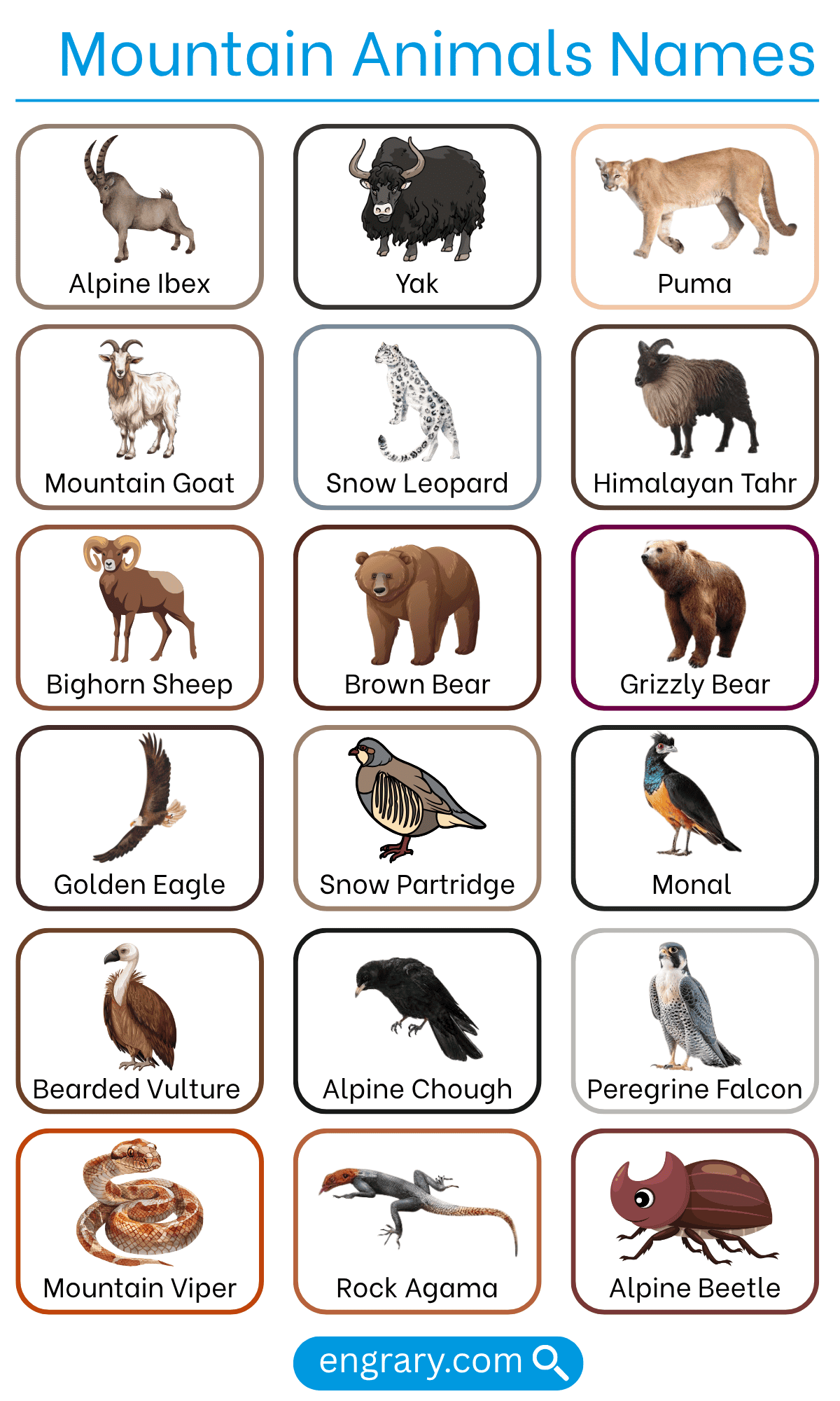 List of mountain animals names with pictures in English