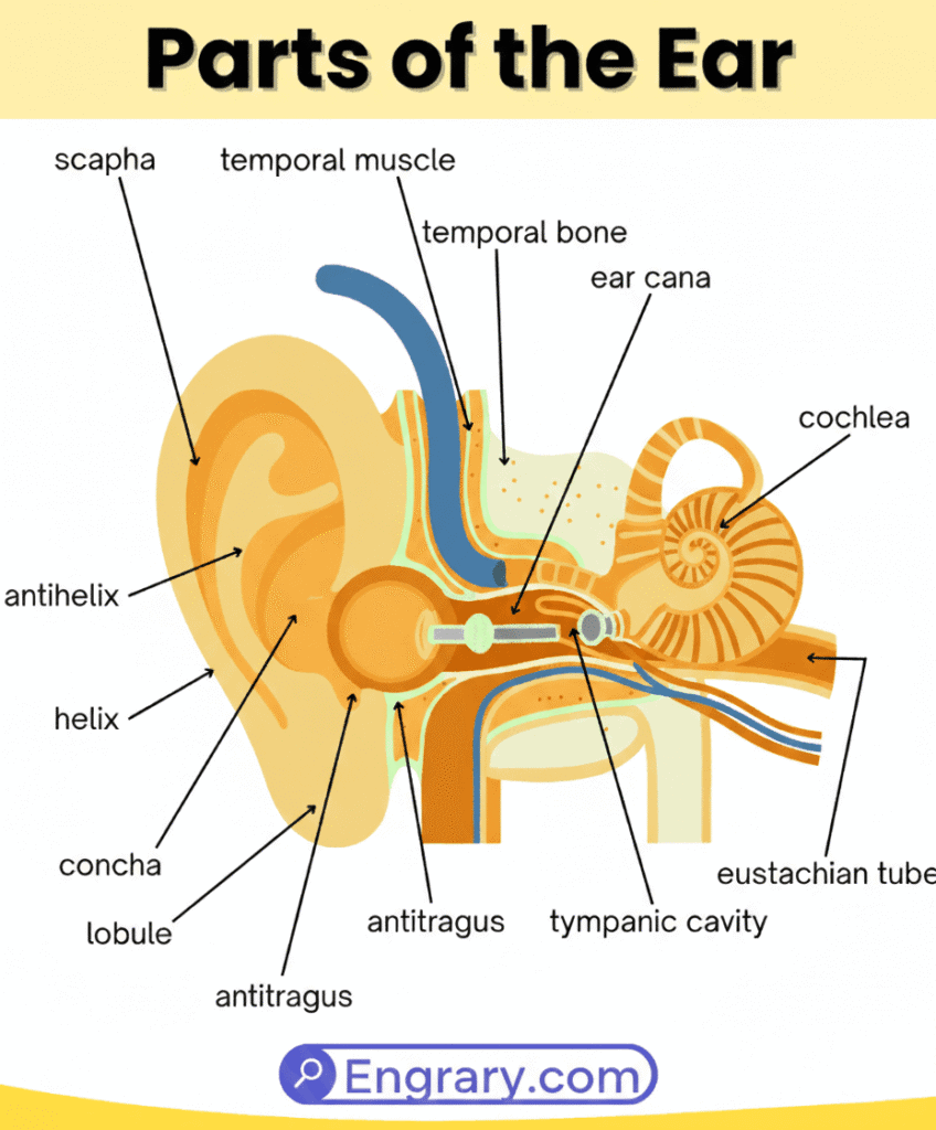 List of Parts Of The Ear labeled diagram showing complete internal and external ear parts