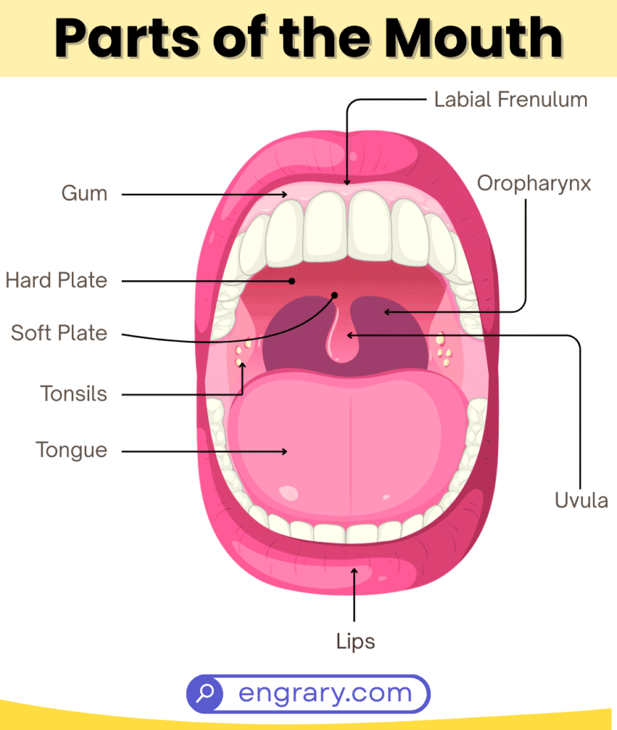 mouth parts names list with pictures including lips, cheeks, teeth, gums, tongue, hard palate, soft palate, uvula, salivary glands, and oral mucosa