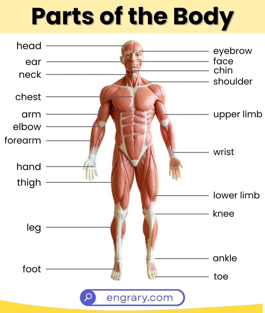 Name of human body parts with picture labeled head shoulder arm leg foot