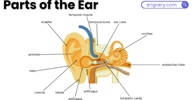 Parts Of The Ear With Labeled Diagram showing pinna ear canal eardrum ossicles cochlea semicircular canals auditory nerve