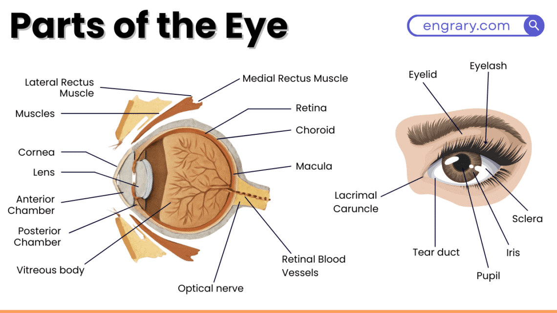 Parts of the eye full labeled diagram cornea iris pupil lens retina optic nerve